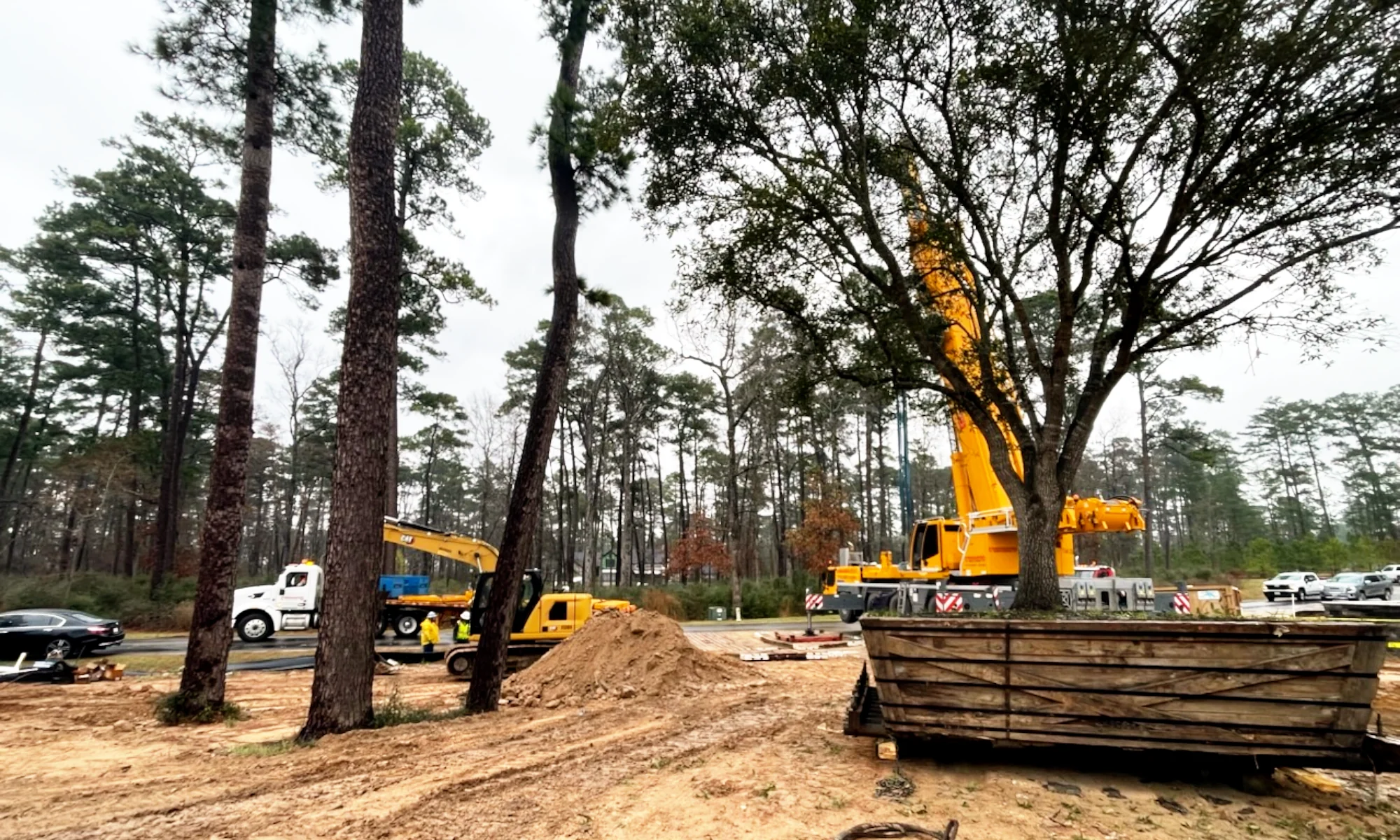 cranes setting trees in Montgomery Texas